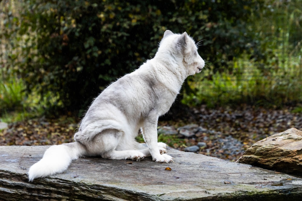 Un lupo bianco seduto sulla cima di una roccia