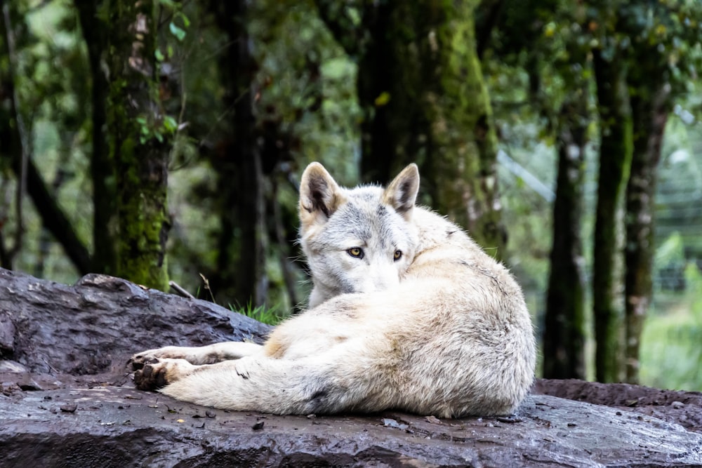 a wolf laying on a rock in a forest