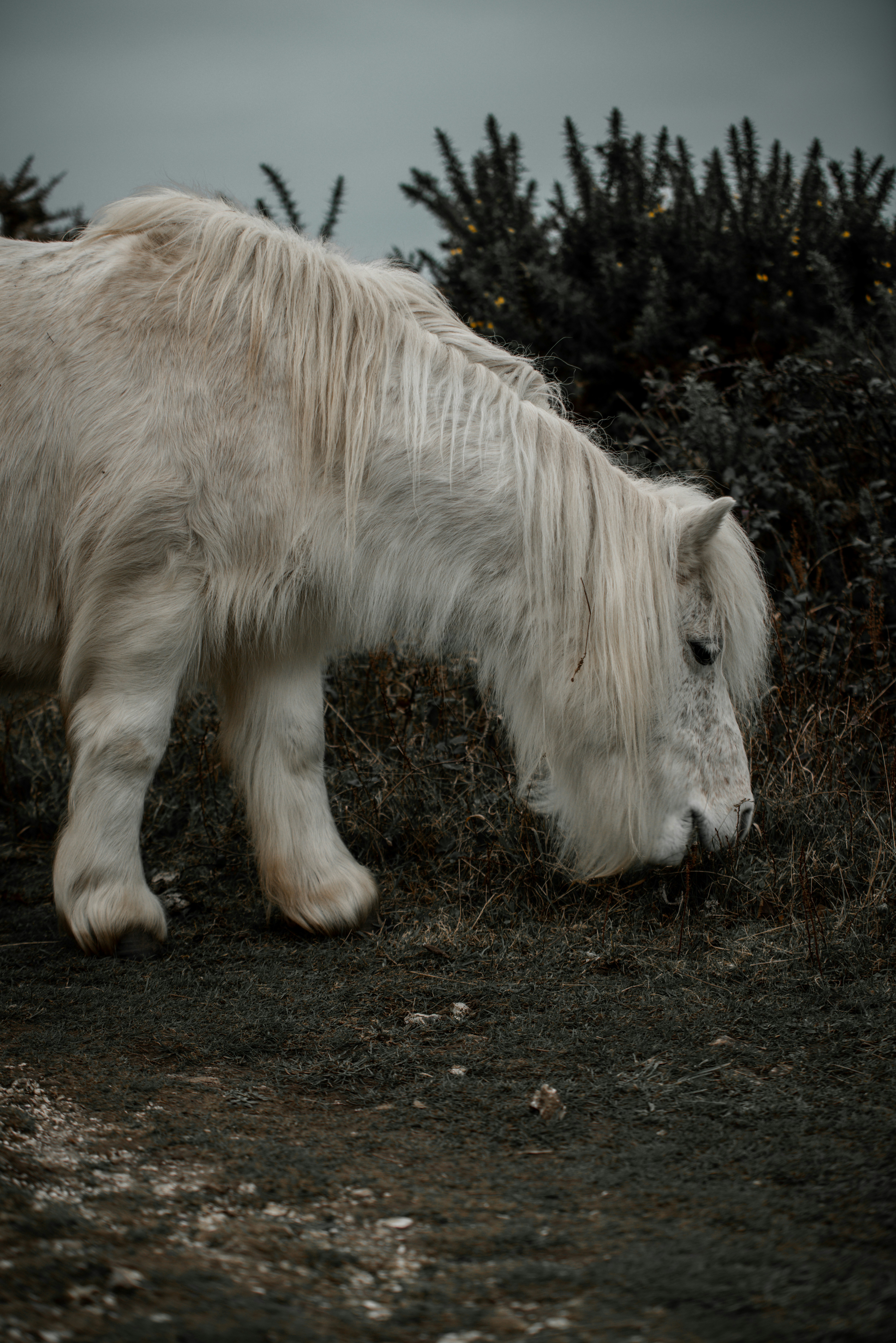 Ein weißes Pferd mit langen Haaren grast auf einem Feld