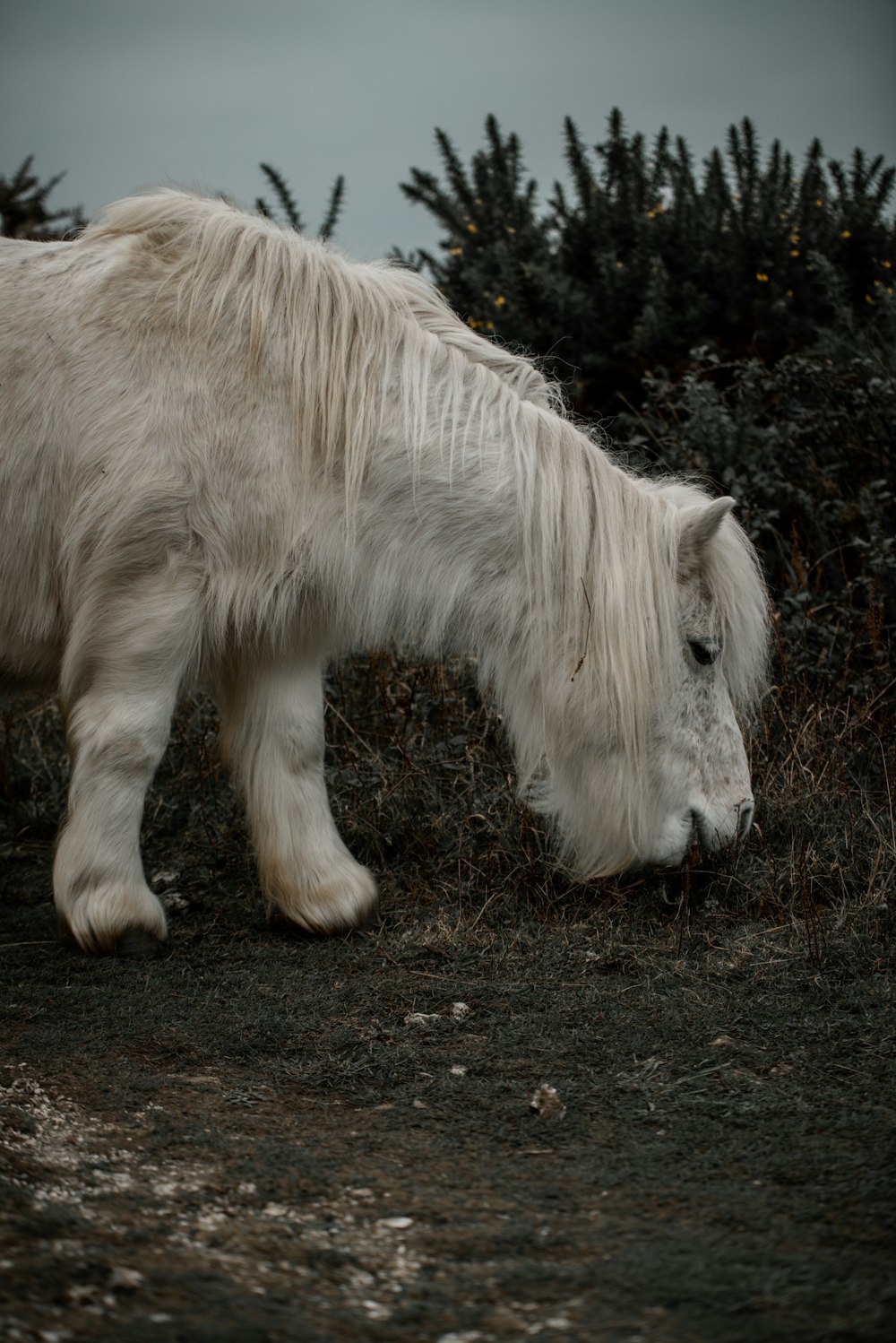 a white horse with long hair grazing in a field