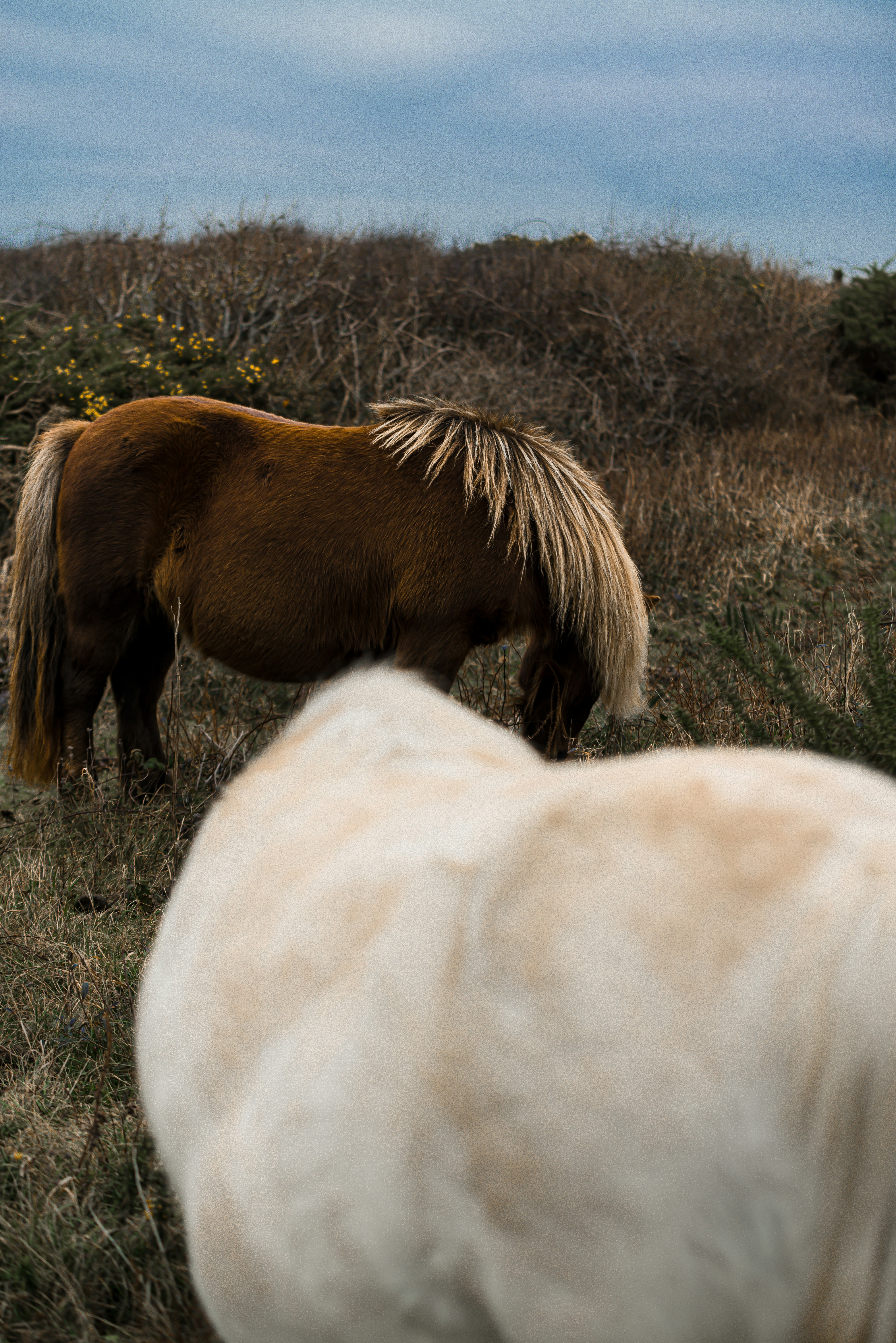 ein paar Pferde stehen auf einem grasbedeckten Feld