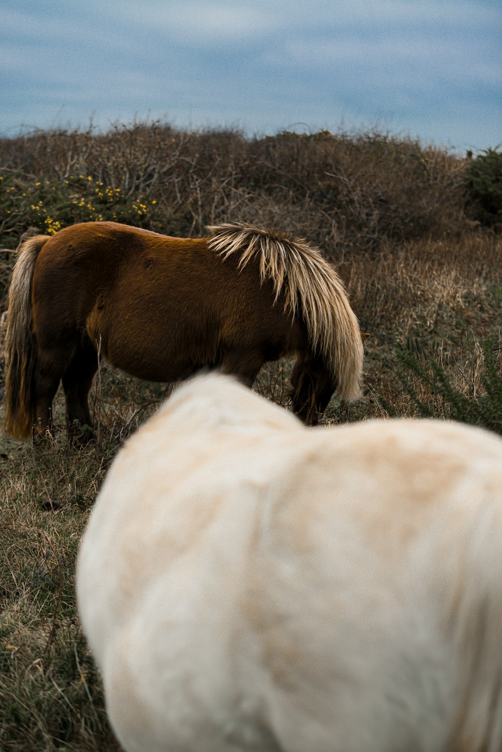 a couple of horses standing on top of a grass covered field