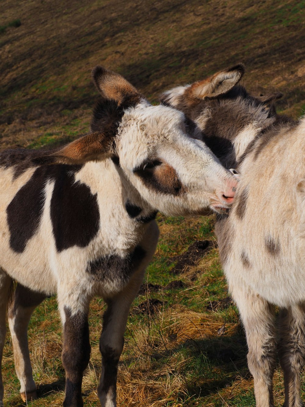 a couple of small animals standing on top of a grass covered field