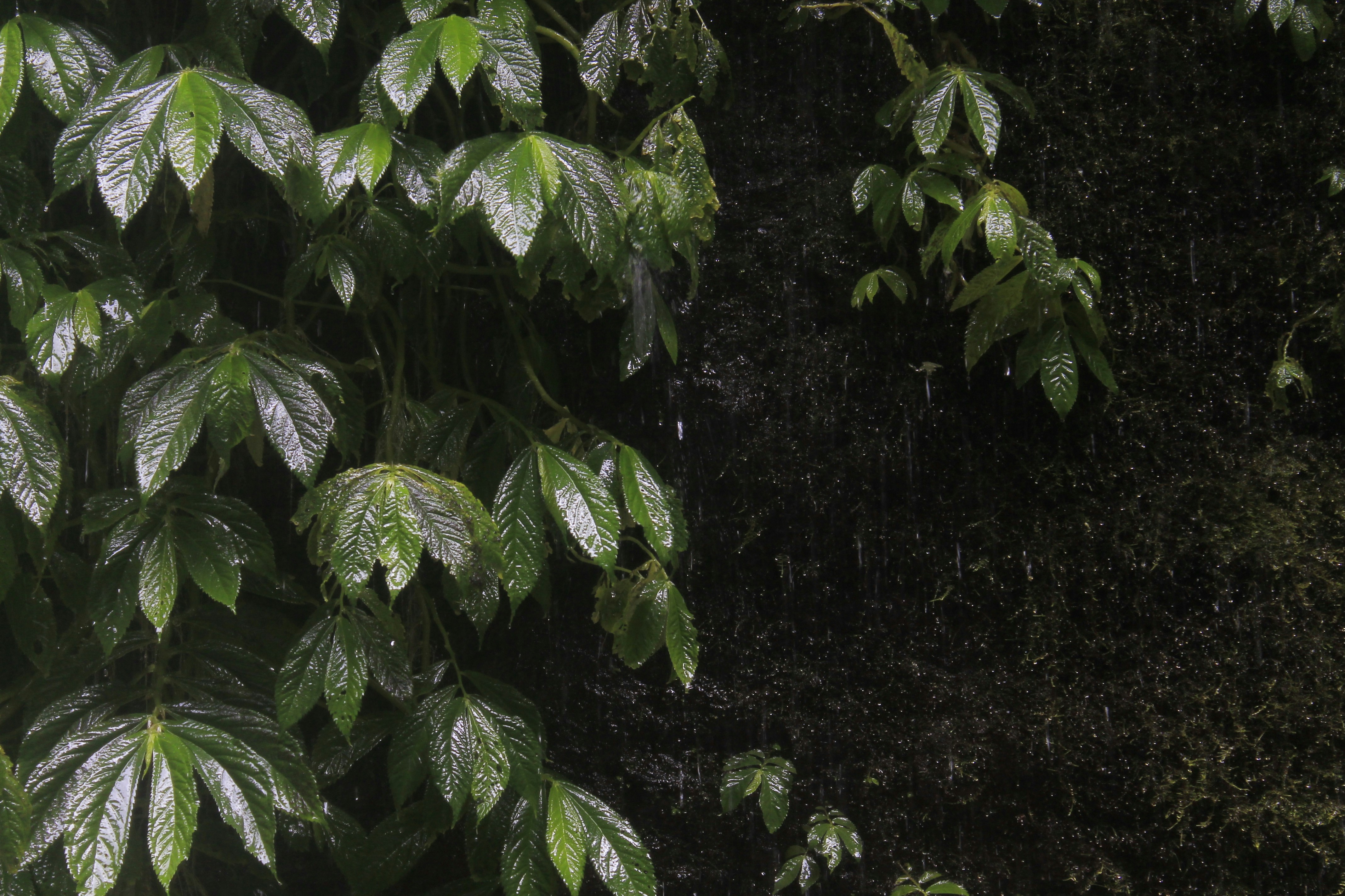 a green leafy tree with lots of green leaves