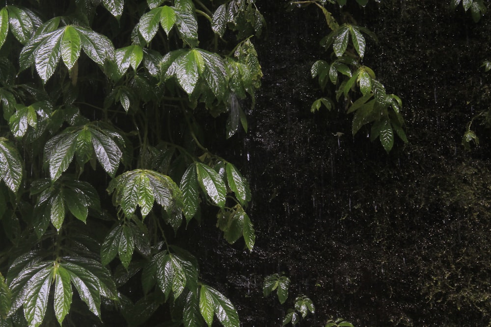 a green leafy tree with lots of green leaves