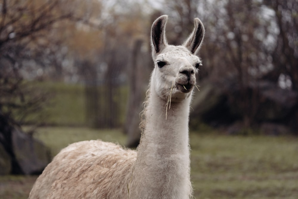 a llama standing in a field with trees in the background