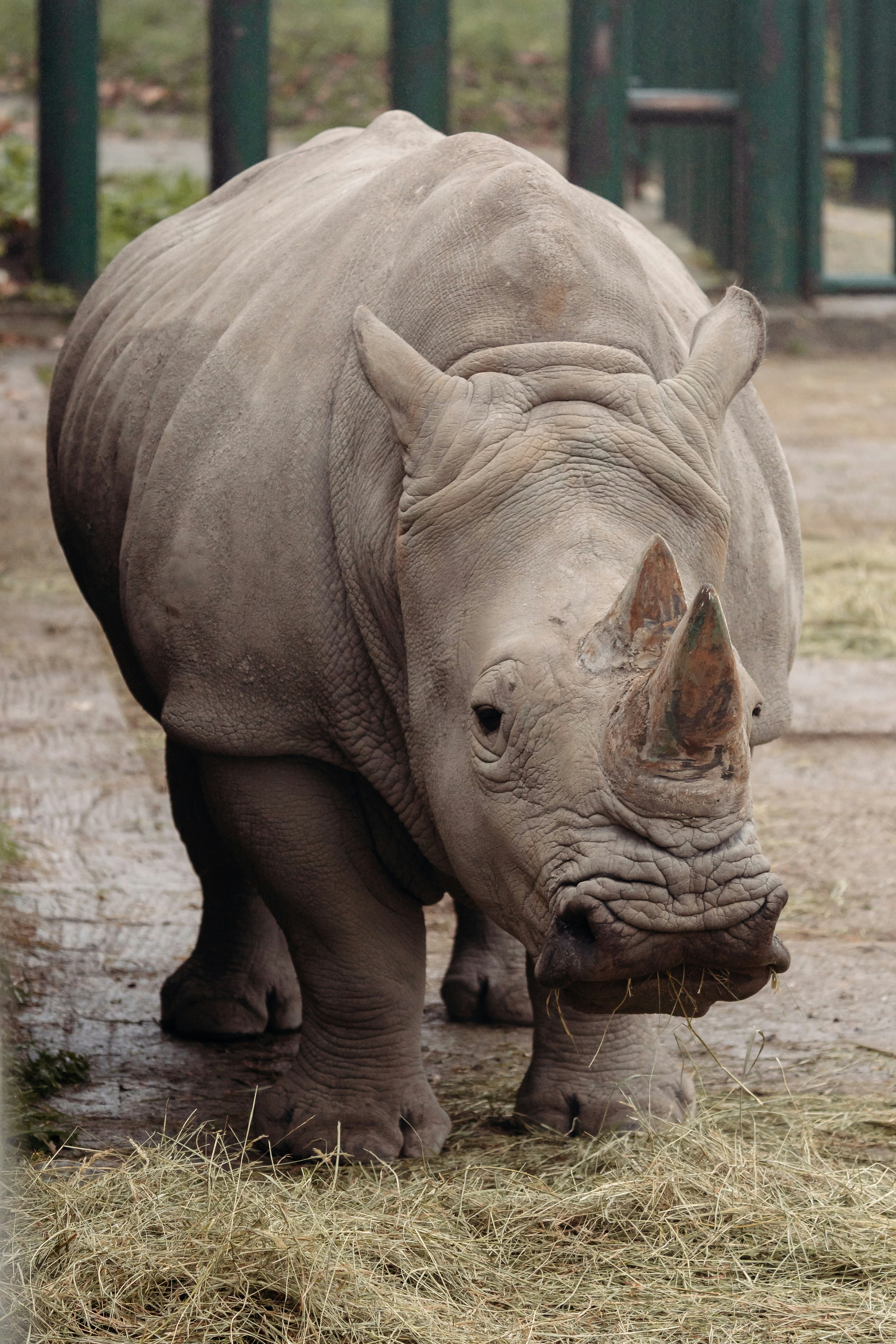 a rhinoceros eating hay in a zoo enclosure