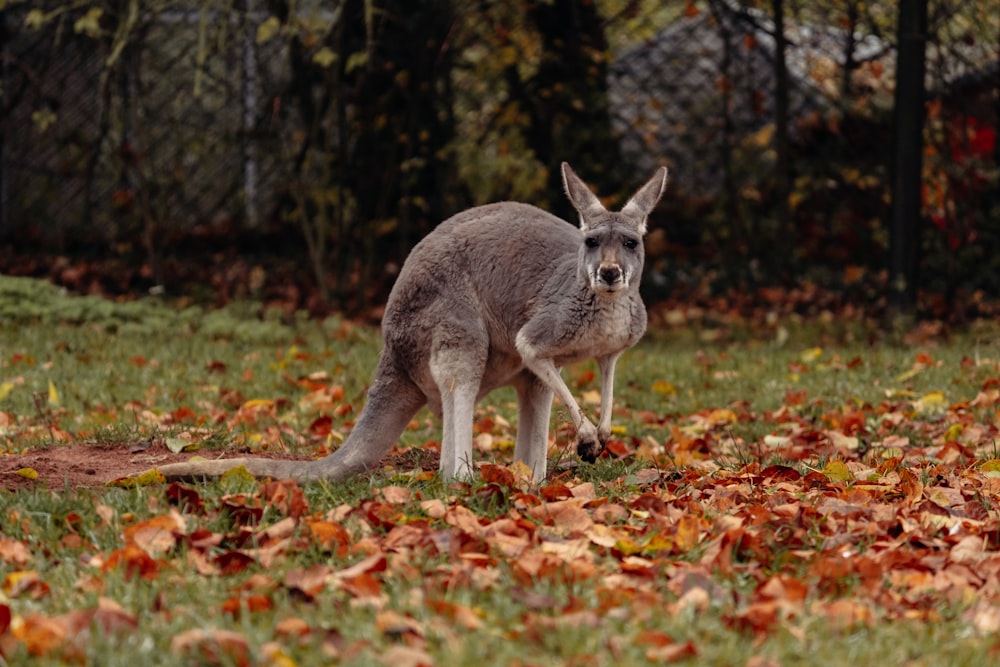 a kangaroo standing on top of a lush green field