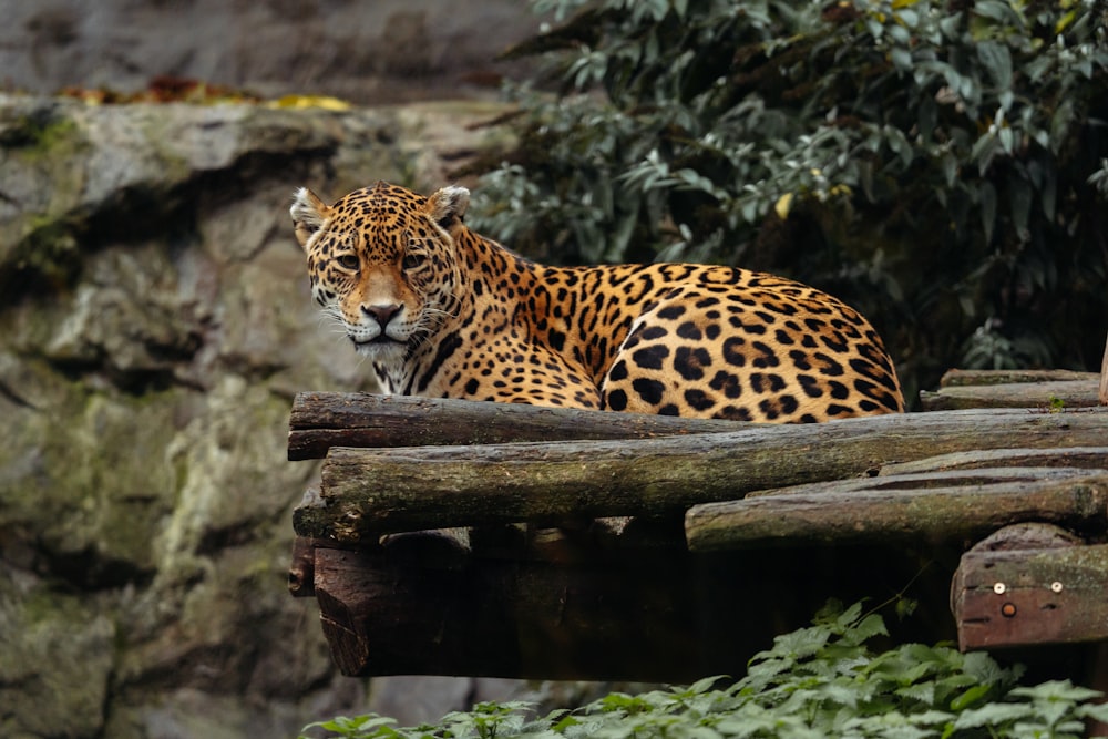 a large leopard sitting on top of a wooden bridge