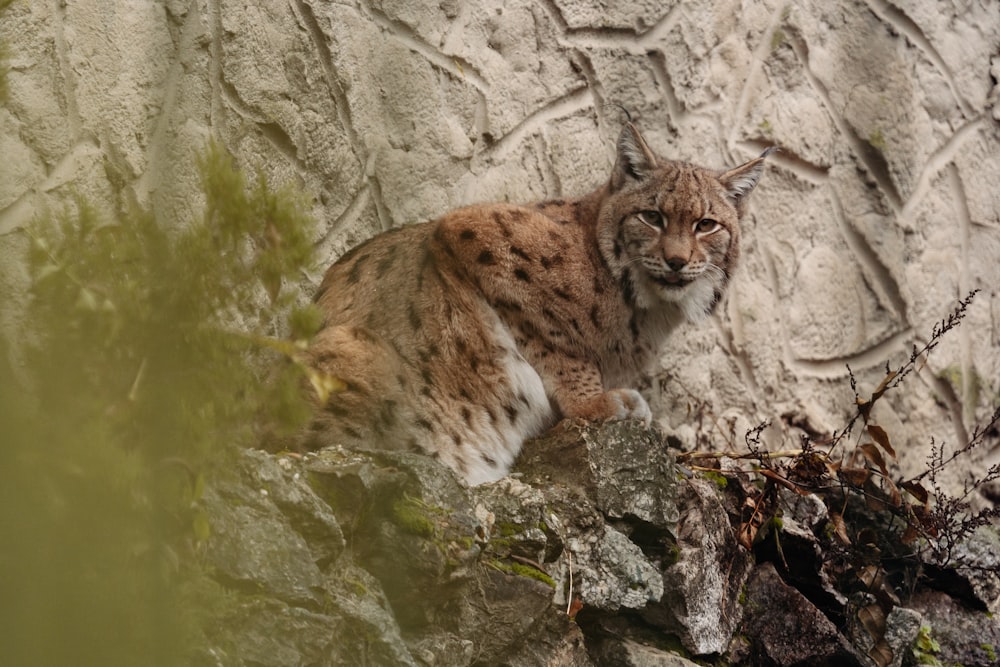 a cat sitting on top of a rock next to a tree