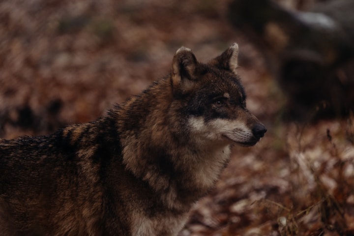 A wolf in profile through warm autumn forest light