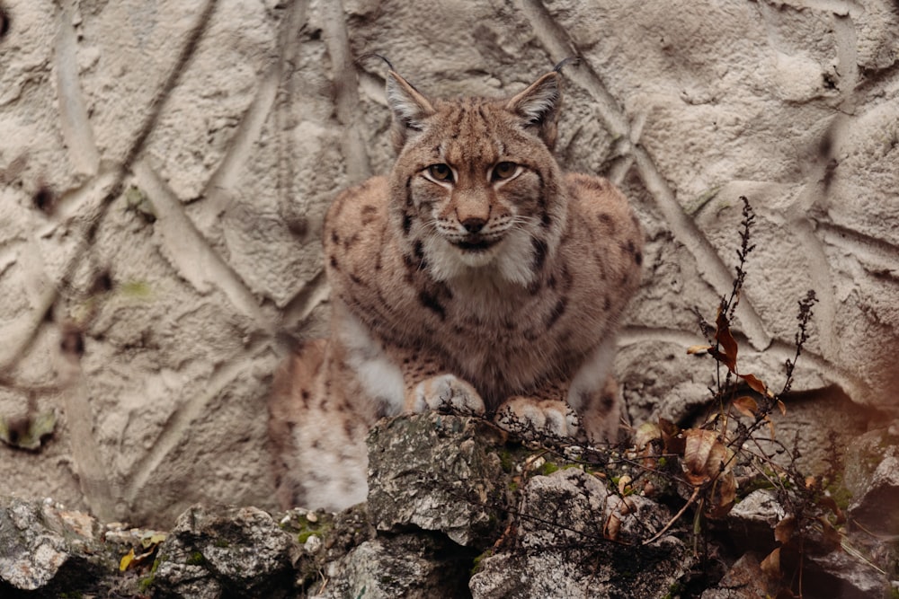 a lynx sitting on a rock in front of a stone wall