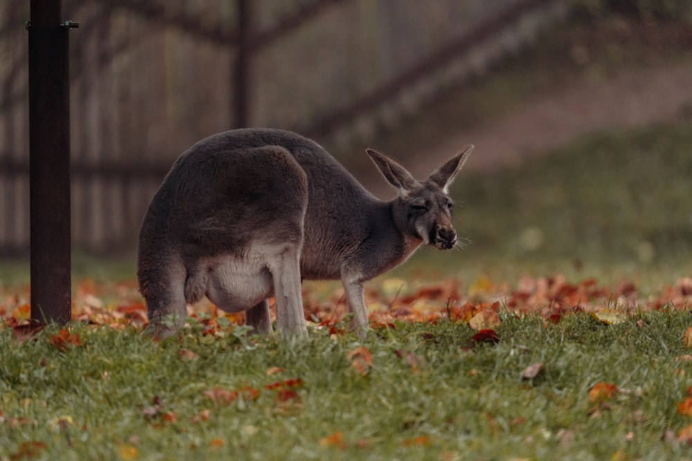 a kangaroo standing in the grass next to a fence