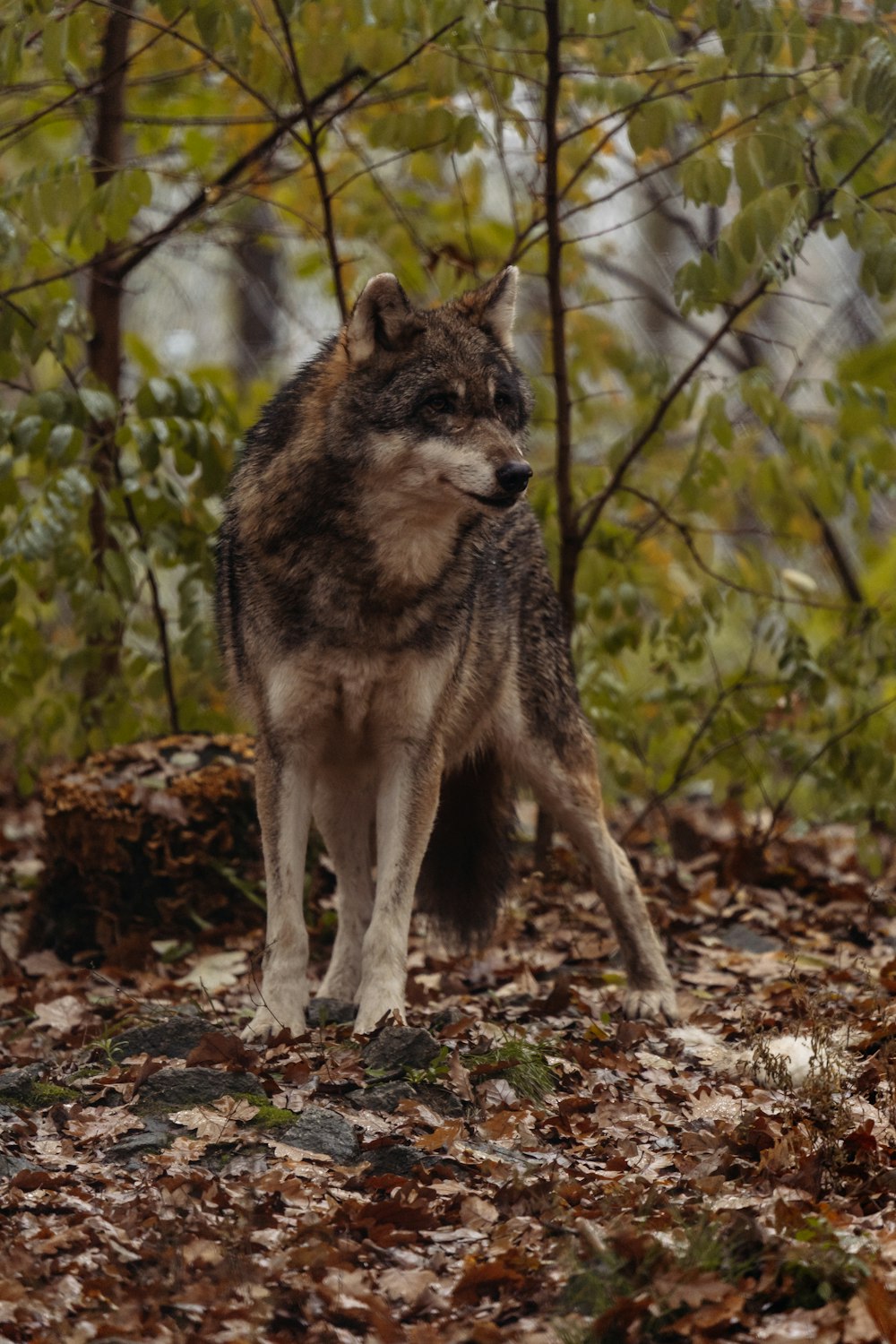 a lone wolf standing in a wooded area