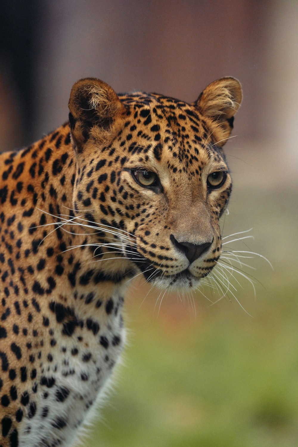 a close up of a leopard with a blurry background