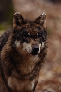 A wolf stands in a natural setting, its fur blending into the earthy tones of the background. The animal looks alert and focused, with its ears perked up and eyes gazing forward.