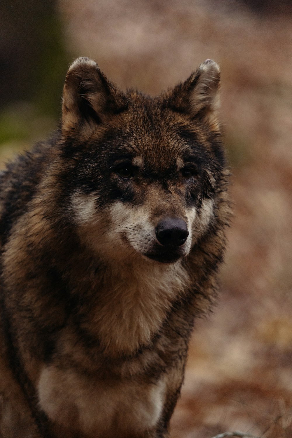 a close up of a wolf with a blurry background