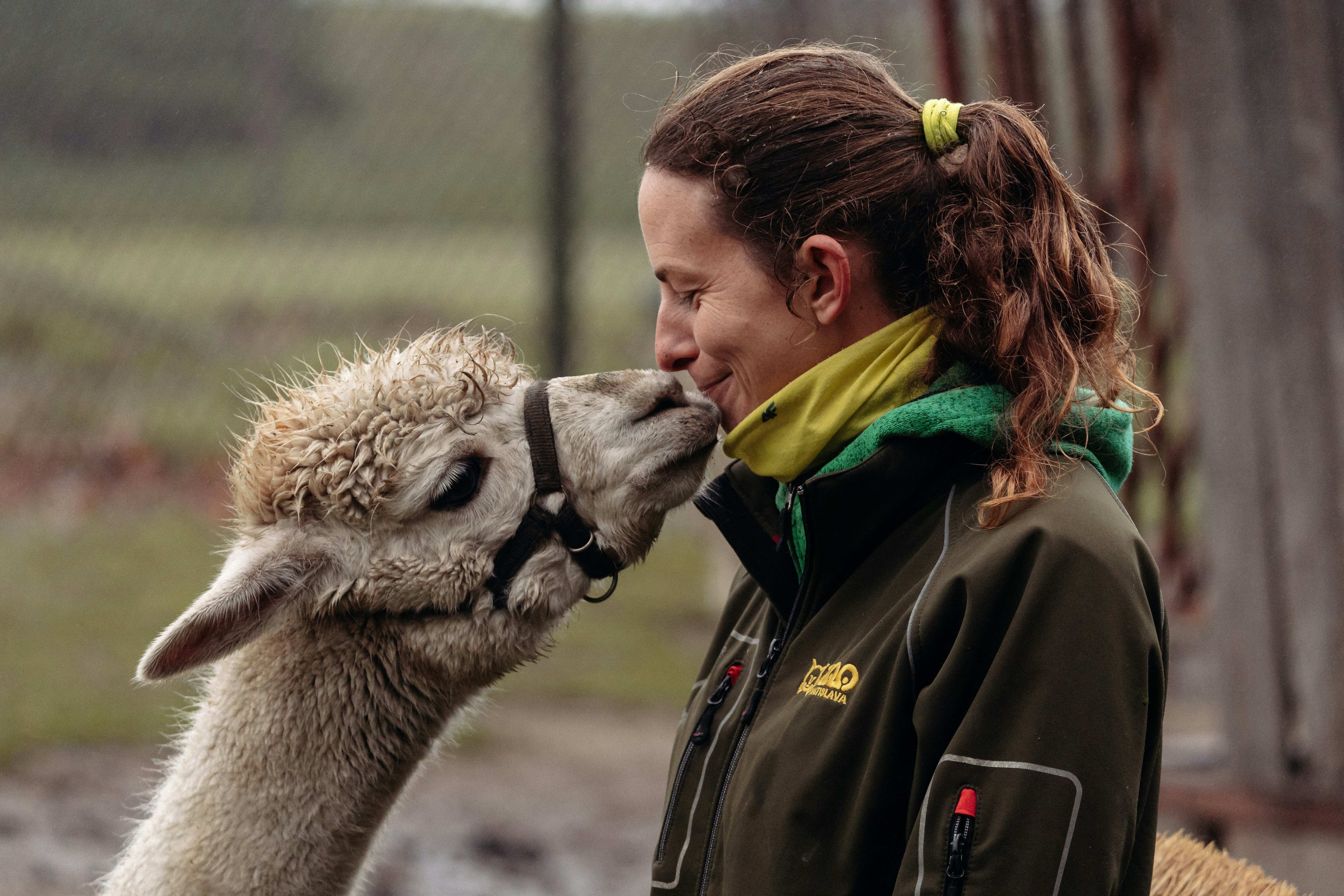 a woman kissing an alpaca on the nose