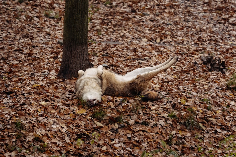 um animal morto deitado no chão ao lado de uma árvore