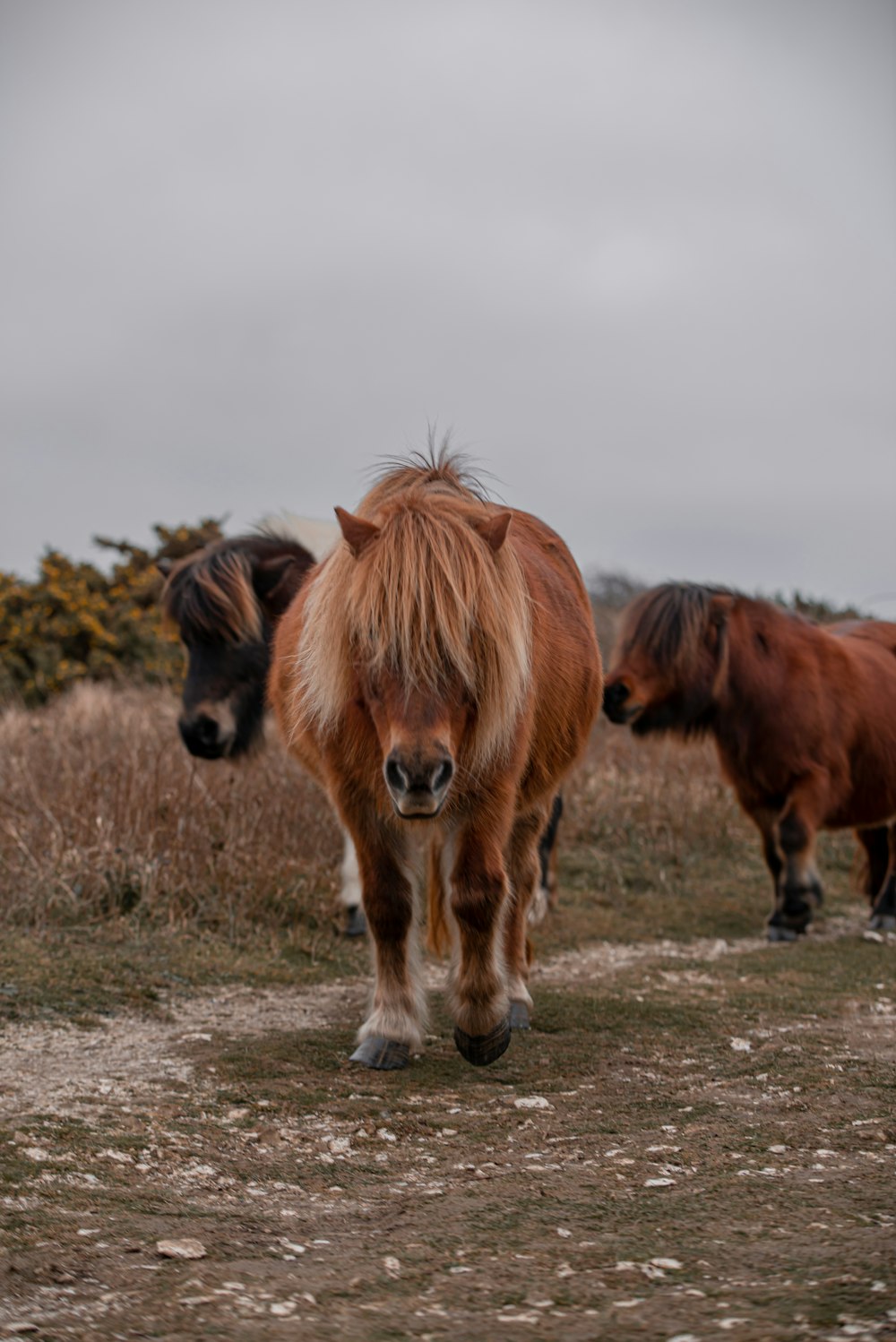 Un par de caballos marrones parados en la cima de un campo cubierto de hierba