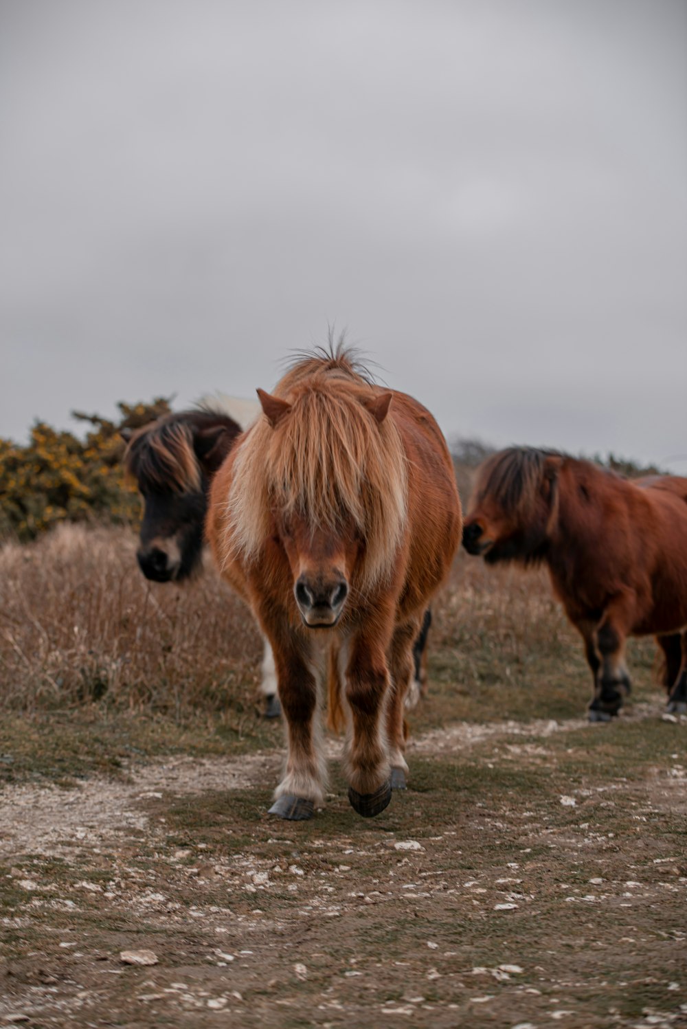 a couple of brown horses standing on top of a grass covered field