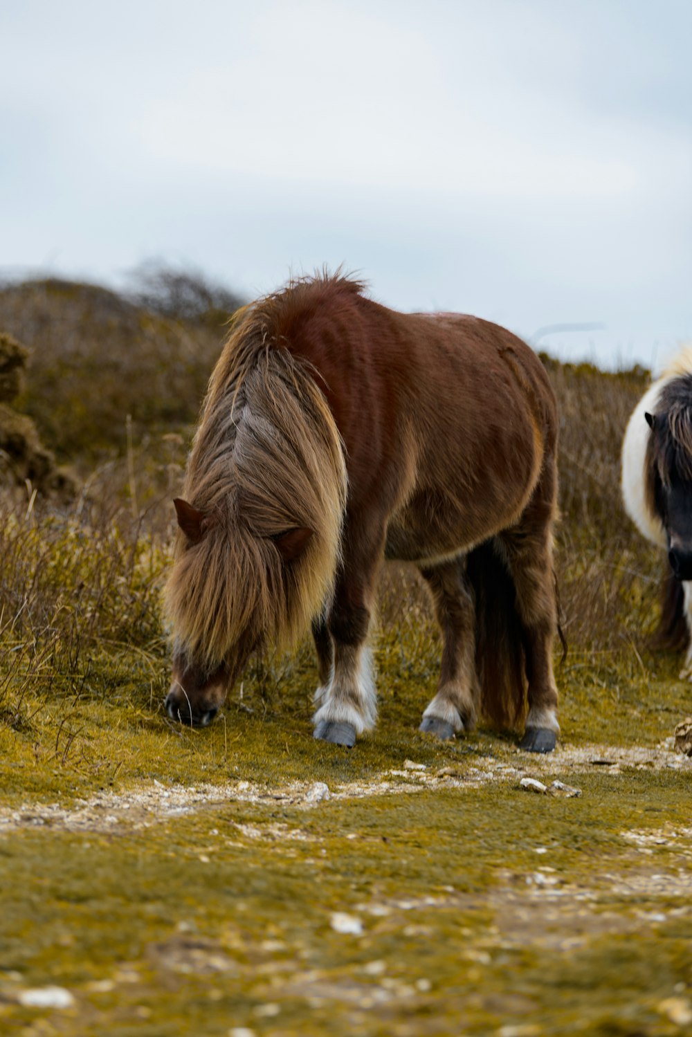 Un par de caballos que están parados en la hierba