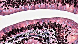 A microscopic view showcasing cells arranged in layers, featuring various shapes and sizes. Predominantly pinkish-purple hues with darker circular structures scattered throughout suggest staining techniques often used in biological imaging. The image has clear, defined boundaries with a white background separating the sections.