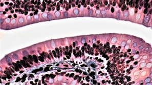 A detailed schematic showing layered immune system components interacting with a tumor microenvironment.