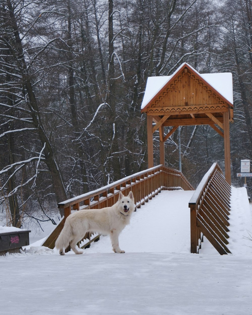 a white dog standing on top of a snow covered ground