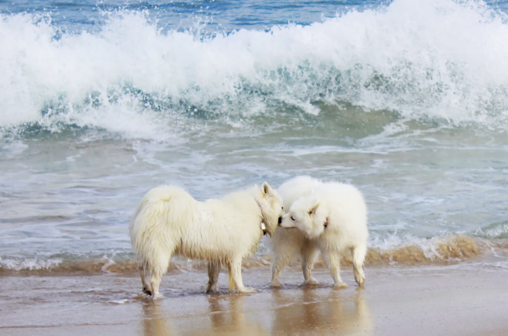 a couple of white dogs standing on top of a beach