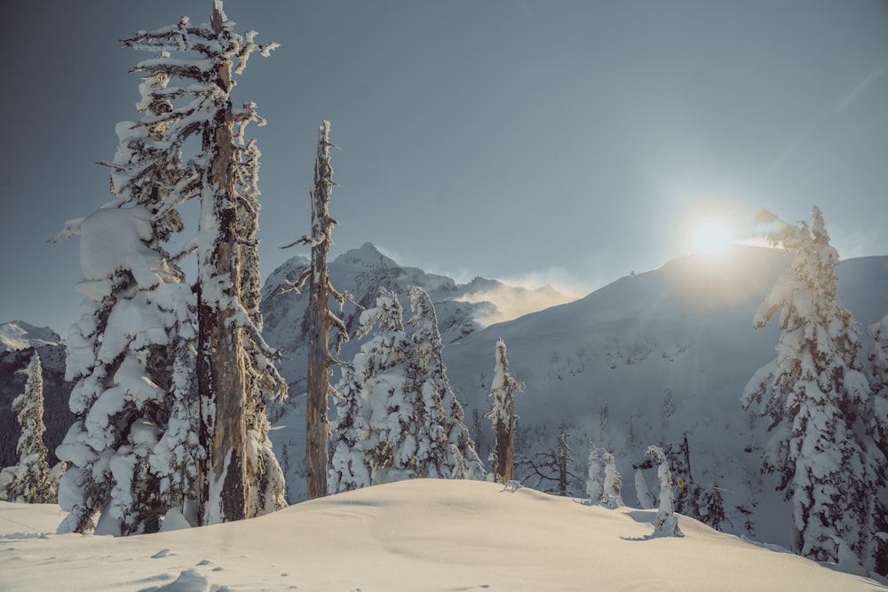 雪に覆われた木々の間から太陽が明るく輝く