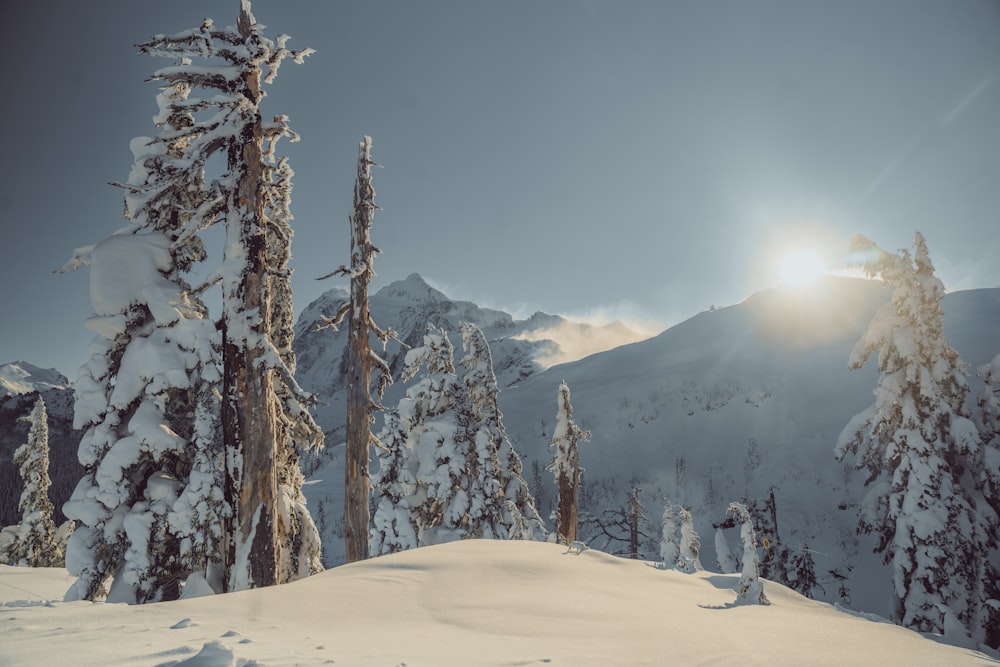 the sun shines brightly through the snow covered trees