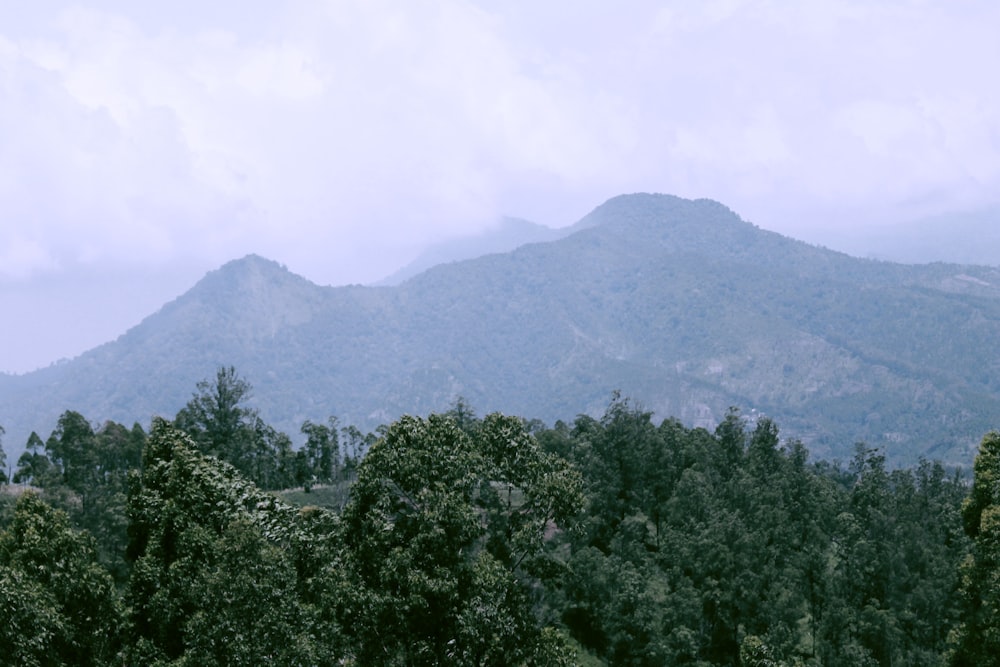 a view of a mountain range with trees in the foreground