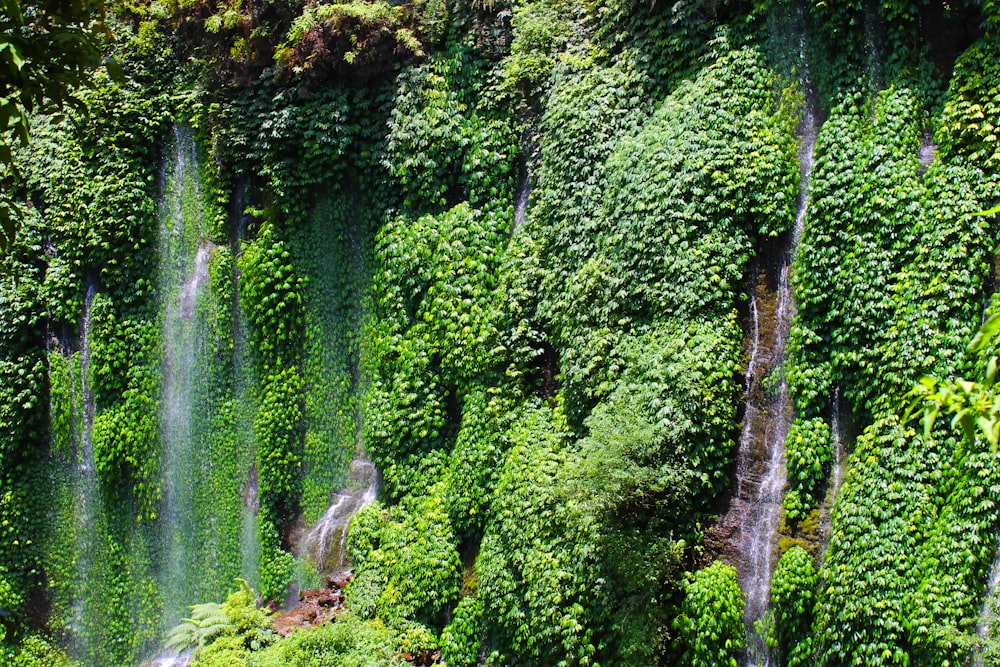 a lush green forest filled with lots of water