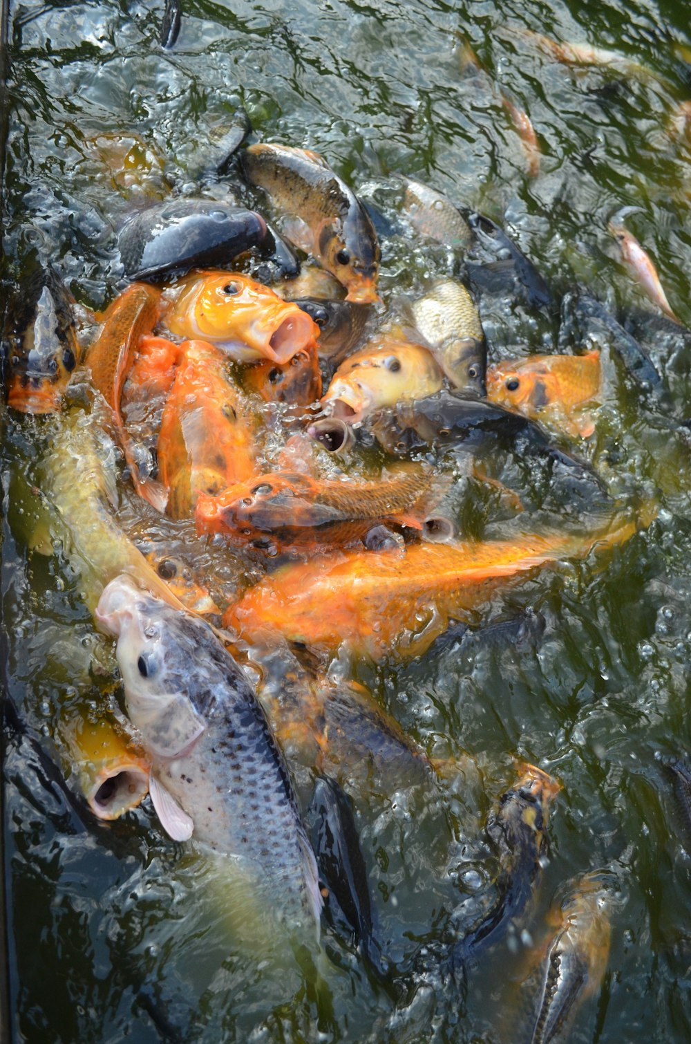 a bunch of fish that are in the water