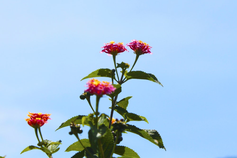 a group of pink flowers with green leaves against a blue sky