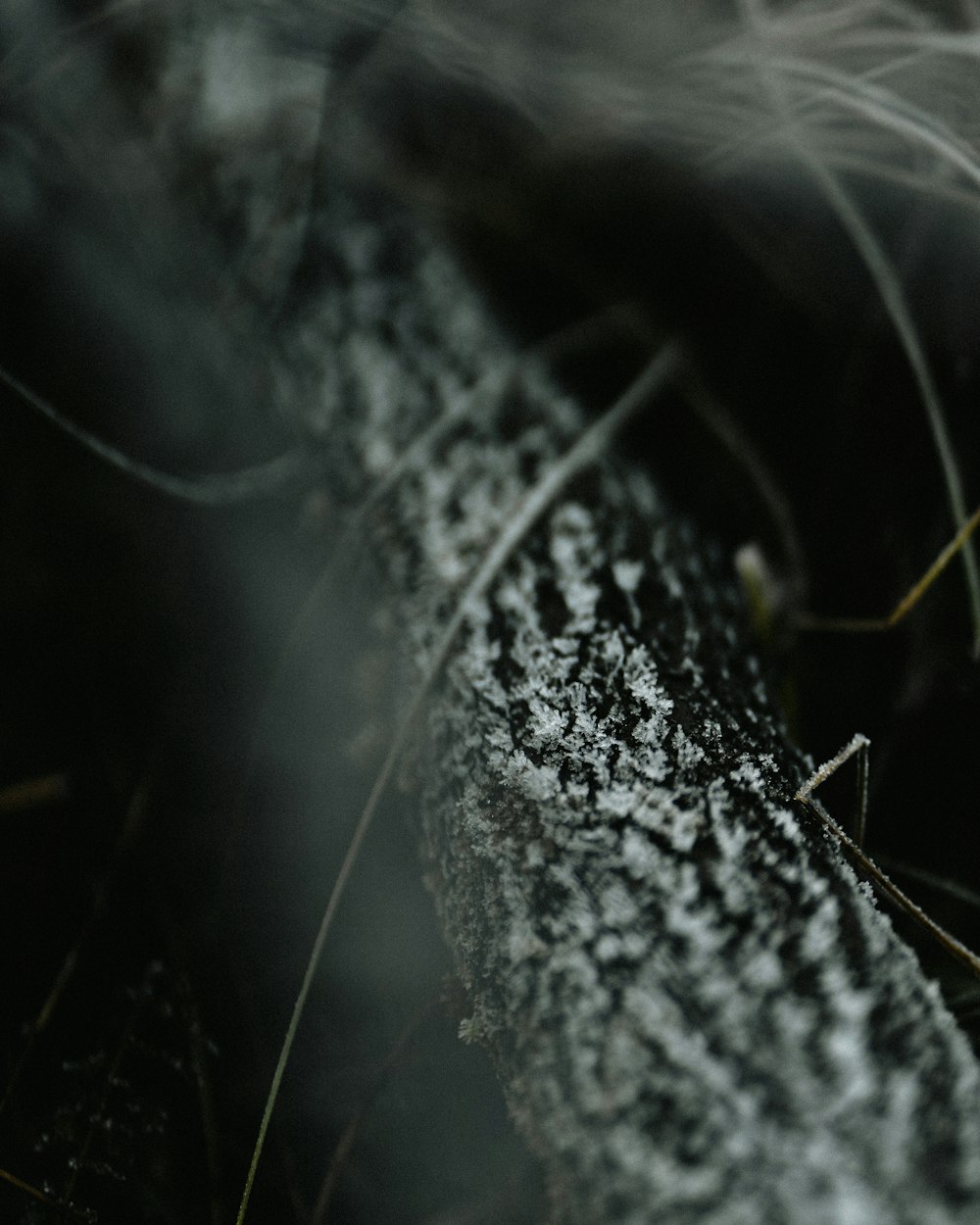 a close up of a tree branch with a blurry background