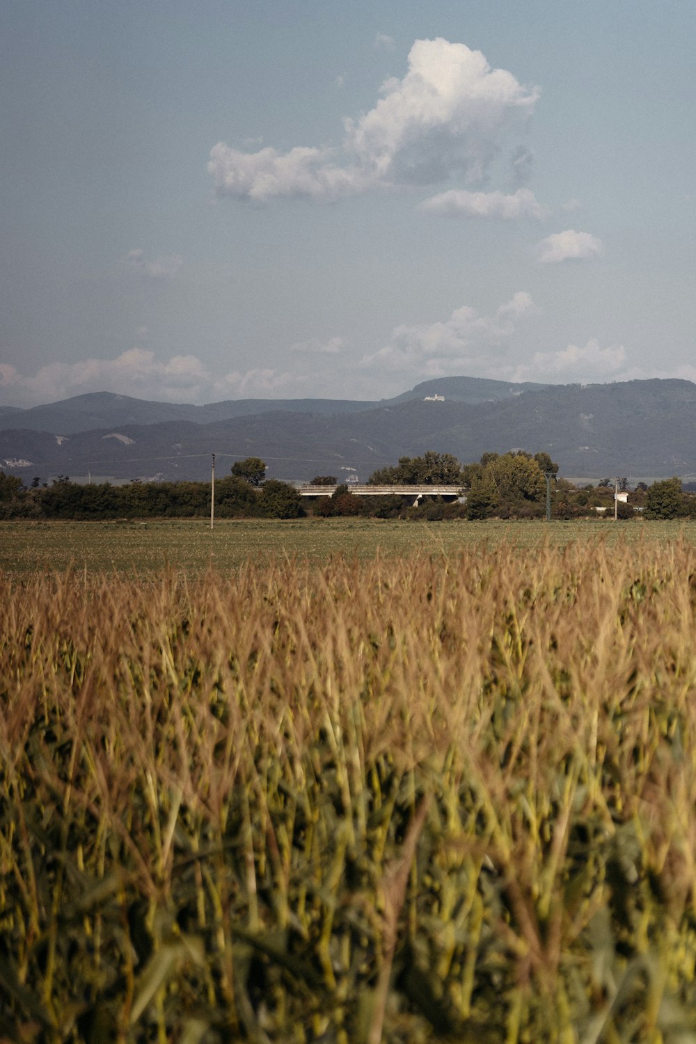 a large field of grass with mountains in the background