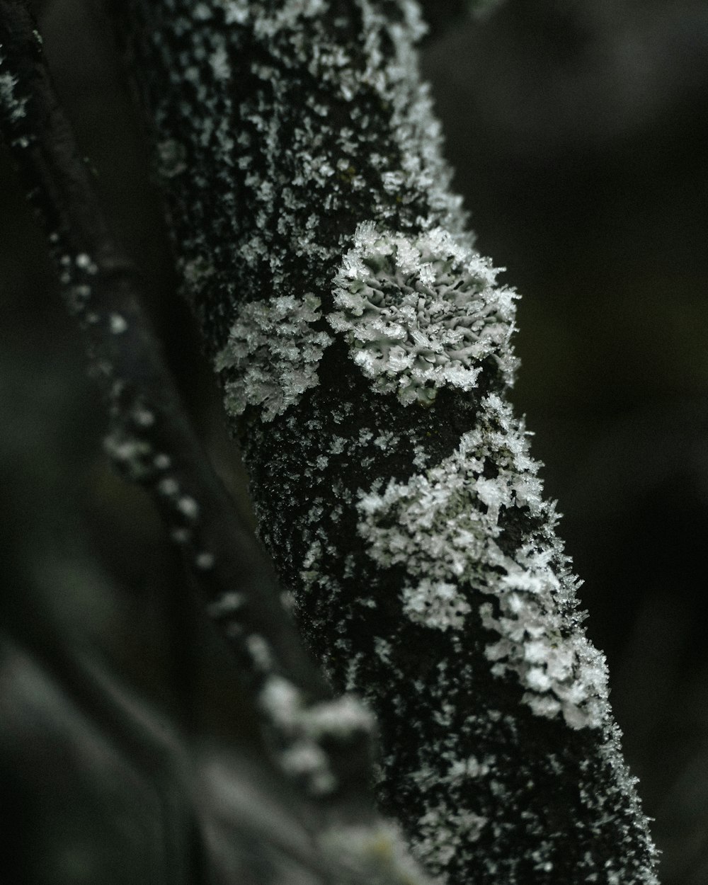 a close up of a tree branch with lichen on it