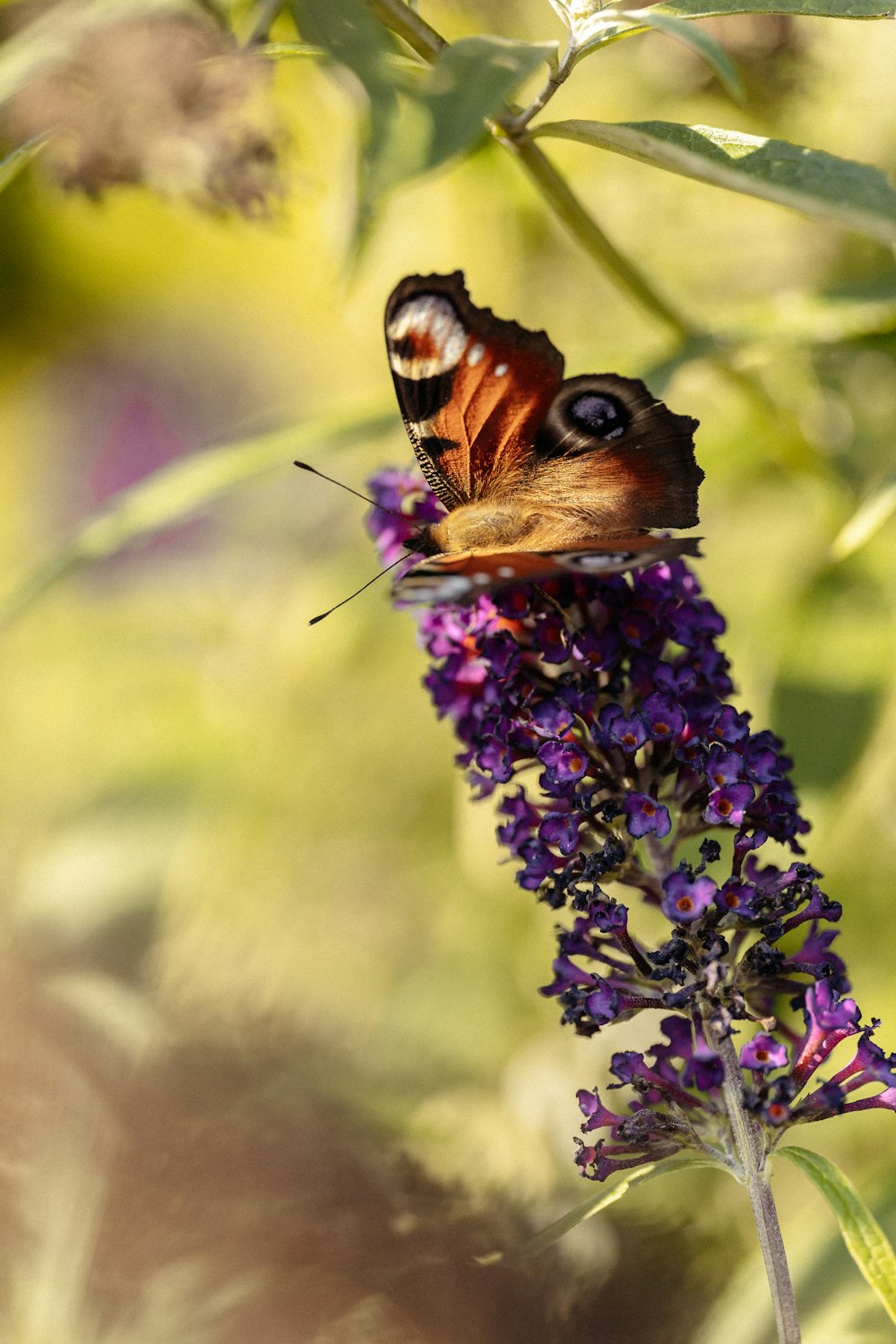 a butterfly sitting on top of a purple flower