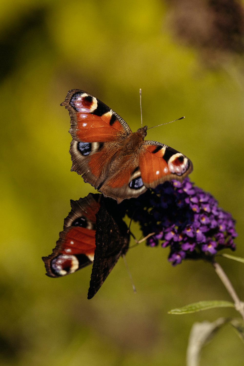 two butterflies sitting on top of a purple flower