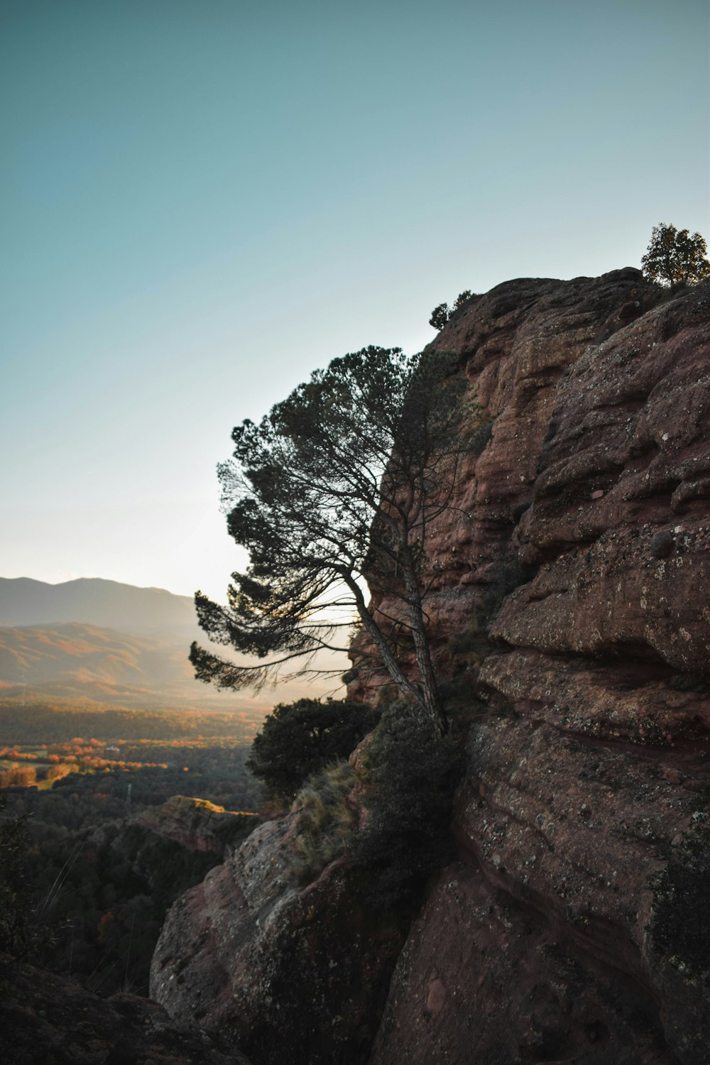 a lone tree growing on the side of a cliff