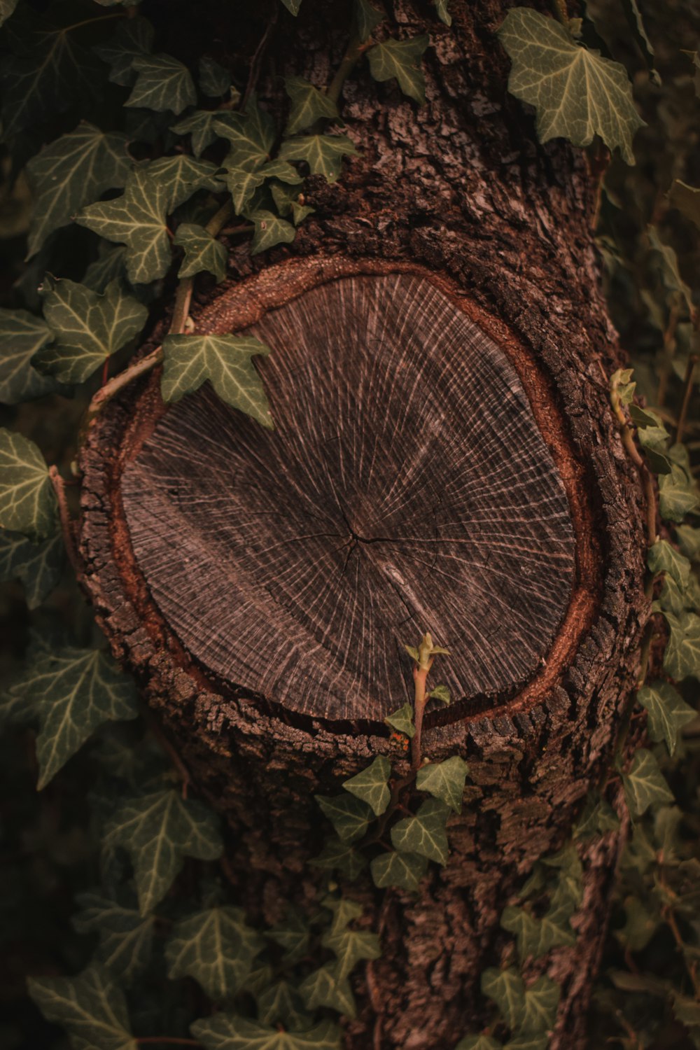 ein Baum, der einige Blätter hat