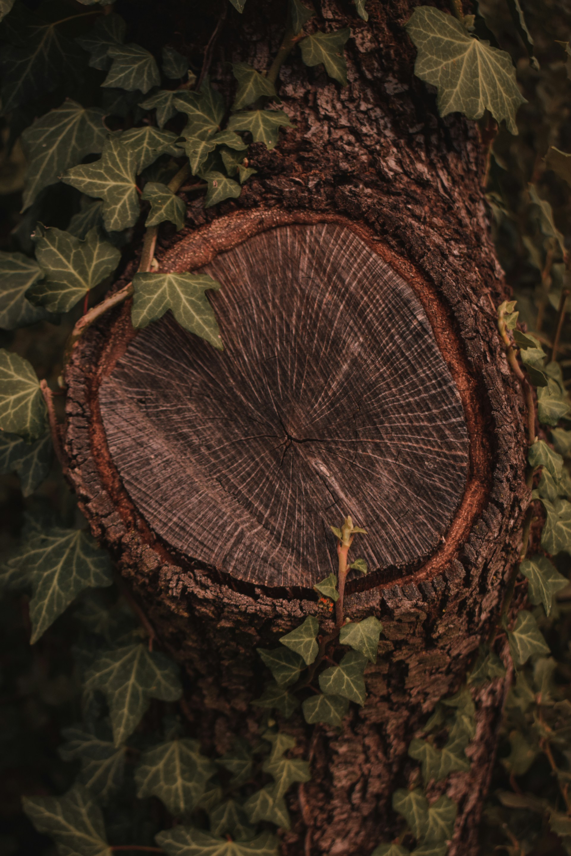 a tree that has some leaves on it