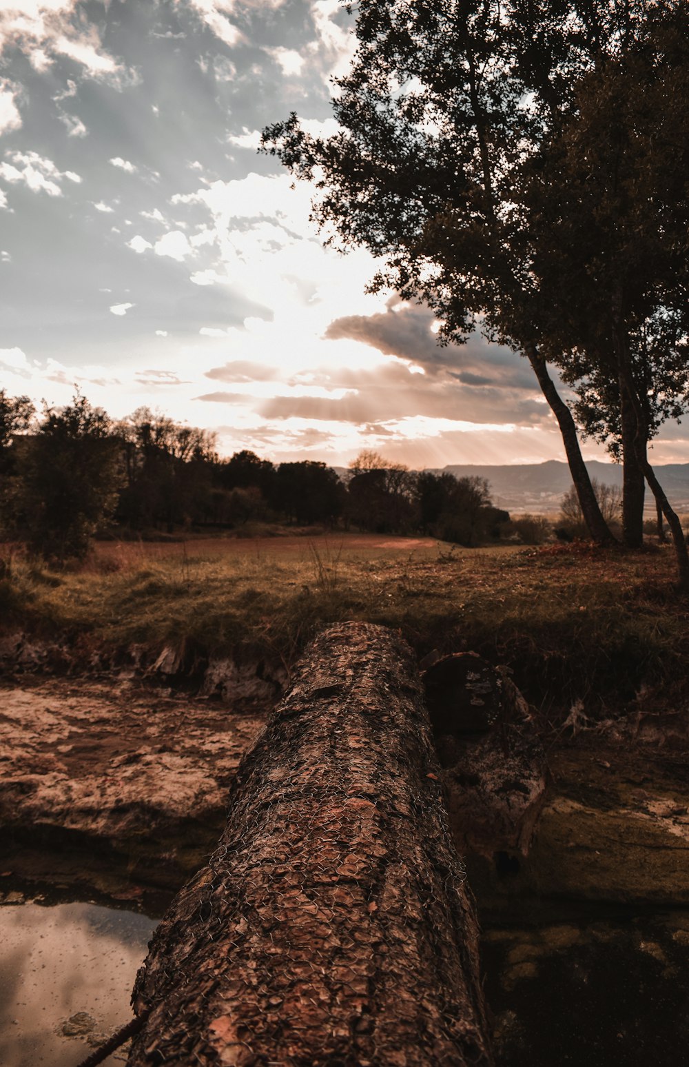 a fallen tree sitting on top of a lush green field