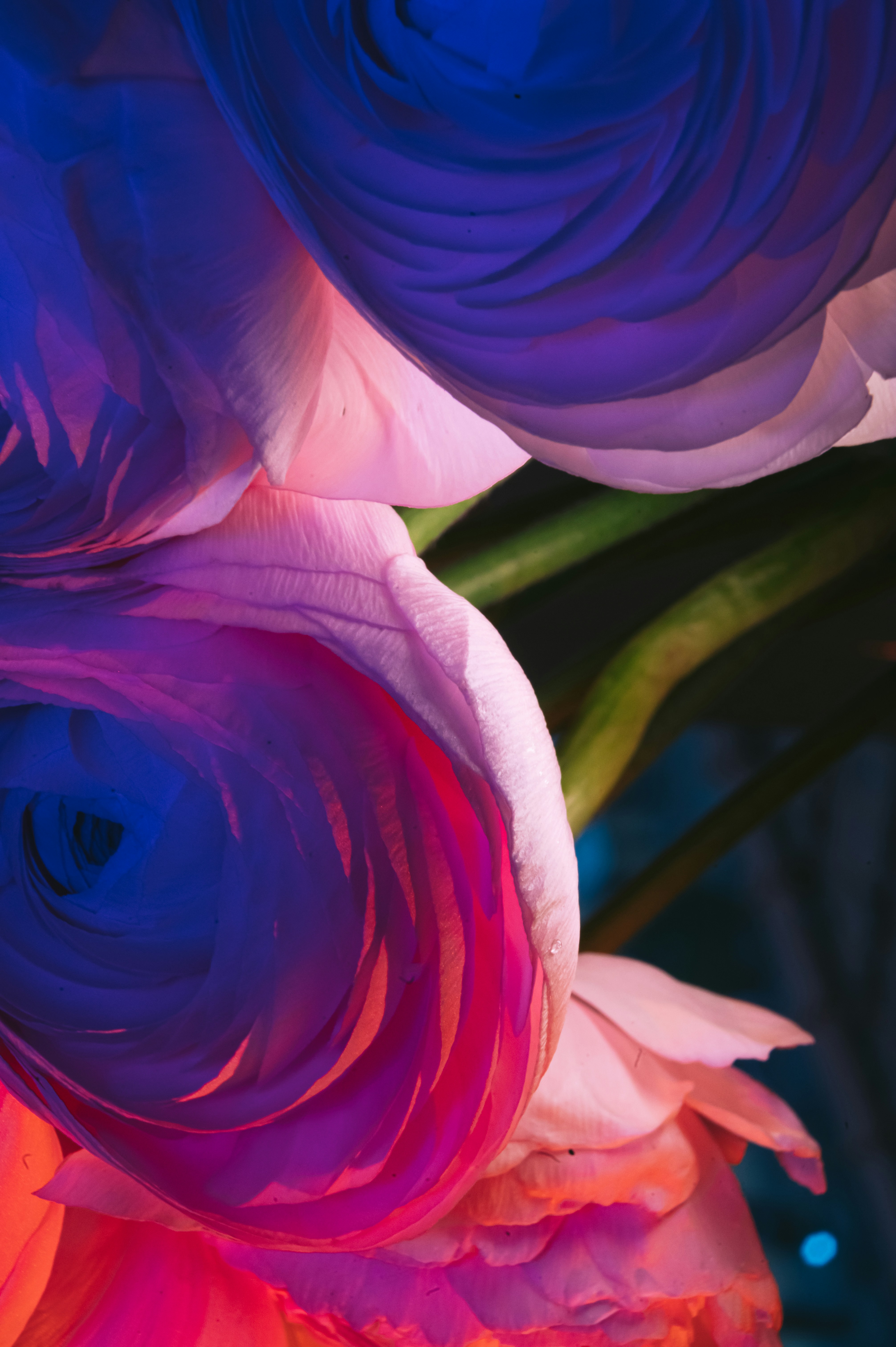 a close up of a bunch of flowers