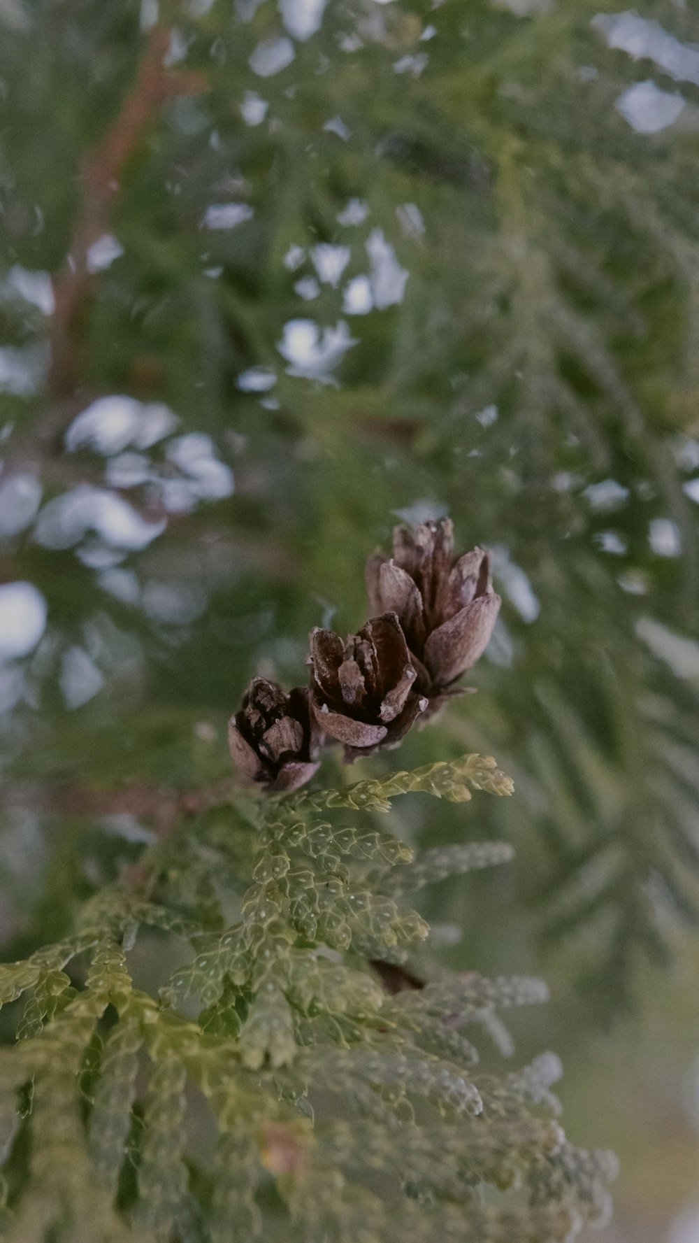 a close up of a pine cone on a tree branch