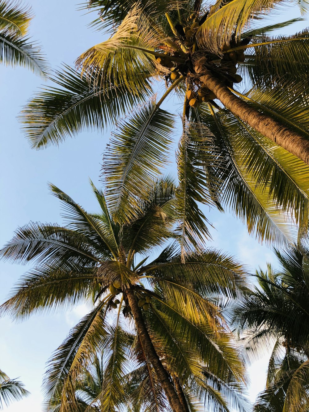 a group of palm trees with a blue sky in the background