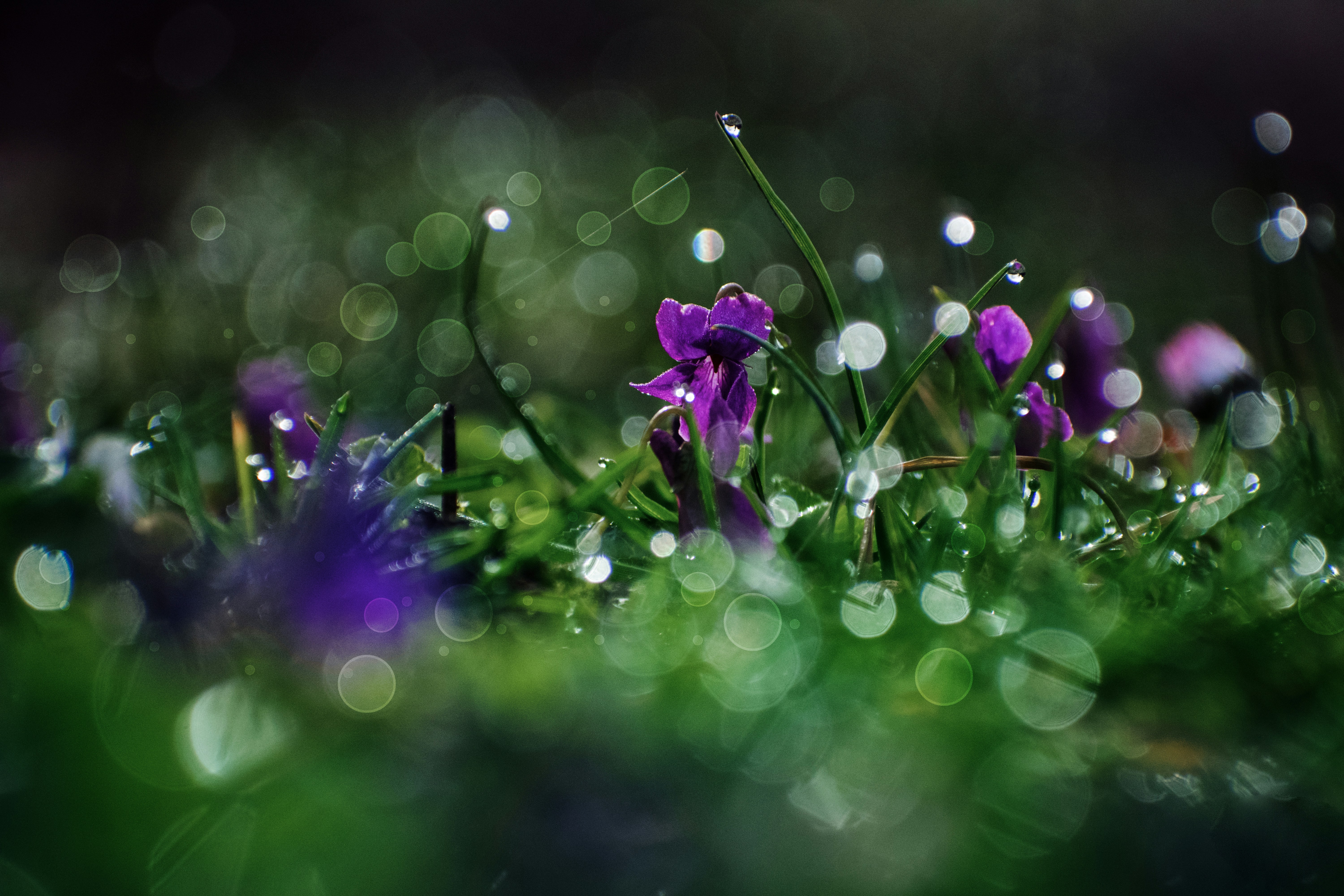 Photo by veronasenpai