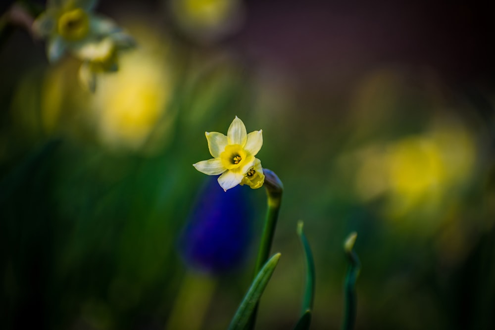 a close up of a flower with a blurry background